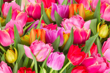 bouquet of pink, purple and red tulips