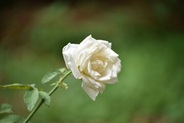 yellow rose in garden