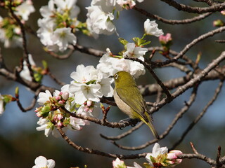 早咲き桜とメジロ