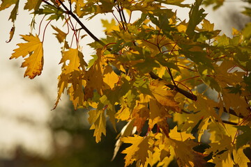 Autumn maple on the background of city buildings.
