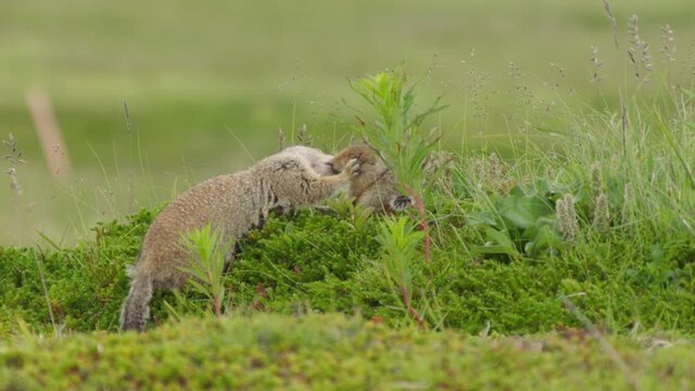 Arctic ground squirrels in nature, Alaska, USA