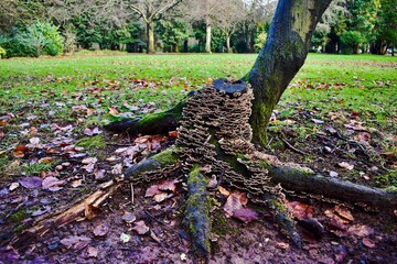 Tree stump with mushrooms in the park, England