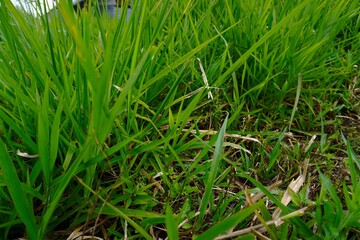 Green Lolium grass thrives fresh.