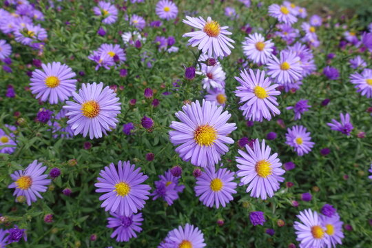Bloom of violet Michaelmas daisies in September