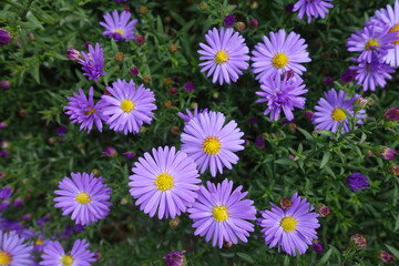 Blossom of violet Michaelmas daisies in September
