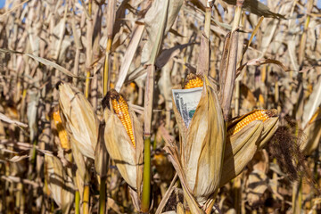 Closeup of ear of corn on brown cornstalk with five dollar bill ready for harvest. Concept of crop price, trade, tariffs, and ethanol.