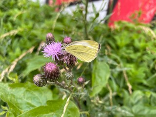 butterfly on a flower