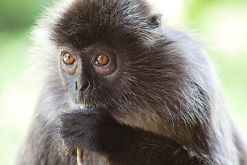 Schwarzweißer Mützenlangur in Borneo