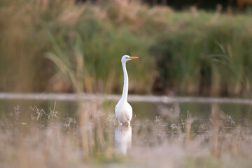 Czapla biała Egretta alba