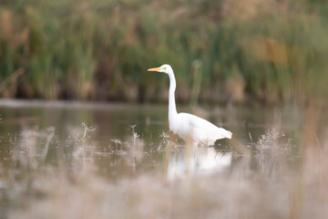 Czapla biała Egretta alba