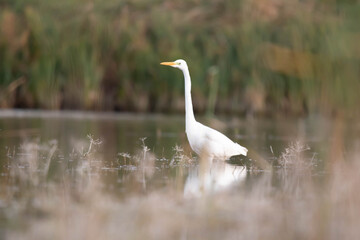 Czapla biała Egretta alba