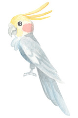 Watercolor illustration. Exotic bird. Corella. Cute cartoon parrot isolated on white background.