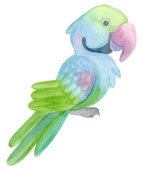 Watercolor illustration. Exotic bird. Indian ringed parrot. Cute cartoon parrot isolated on white background.