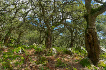 Bosque jurásico en el interior del parque natural de los alcornocales, Andalucía