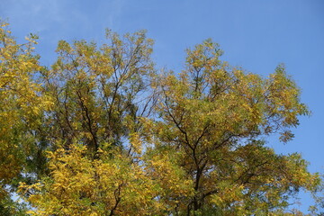 Green and yellow foliage of Styphnolobium japonicum against blue sky in mid October