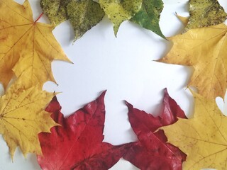Frame autumn maple leaf