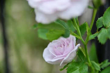 Selective focus on the petals in the foreground. Close-up of beautiful rose in the garden against the blurred background.