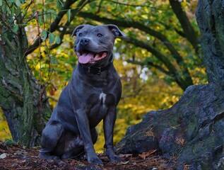 Sitting English Staffordshire Bull Terrier in the Autumn Forest. Happy Blue Staffy Poses in Fall Nature.