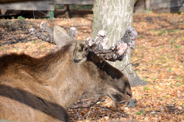 elk with large horns growths on their horns in autumn selective
