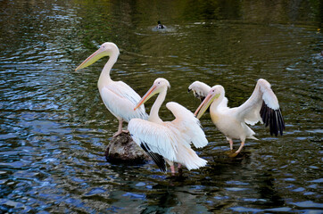 a flock of birds pelicans white in the water