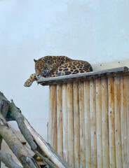 Russia Penza October 24, 2020: wild cat leopard in zoo blurred
