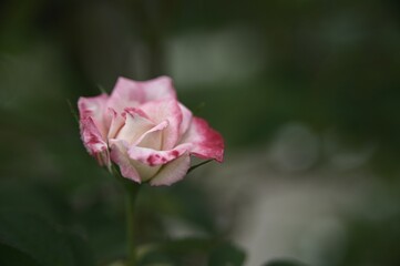 Selective focus on the petals in the foreground. Close-up of beautiful rose in the garden against the blurred background.