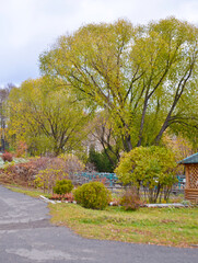 autumn Park with different trees with a path selective