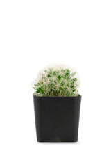 Small plant concept. Mammillaria or little cactus growth in black plastic flower pot isolated on white background, clipping path.