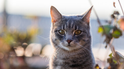 housecat portrait in autumn