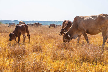 Herd of cows graze in grasslands in hilly landscapes and meadows on clear days.