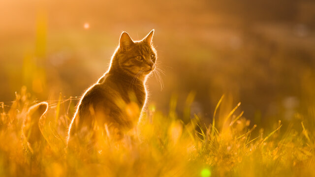 house cat on a field in sunset golden hour