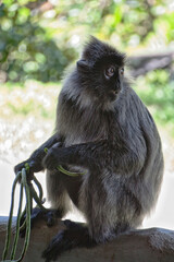 Schwarzweißer Mützenlangur in Borneo