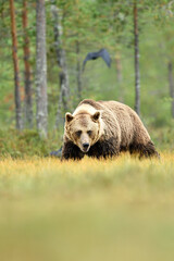 Fototapeta premium Big male brown bear with a white collar in swamp