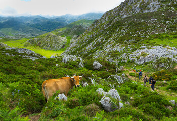 Reintroduction project of Bearded Vulture in the Cantabrian Mountains , Picos de Europa National Park, Asturias, Spain, Europe