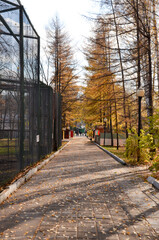 Russia Penza October 24, 2020: autumn Park wild duck white with black feathers, cleaning feathers