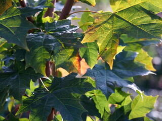young fresh maple tree with green leaves in the autumn sun with colorful green-orange leaf, sunny autumn day