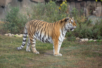 Naklejka na ściany i meble Wild siberian tiger is standing on a autumn meadow. Panthera tigris tigris.