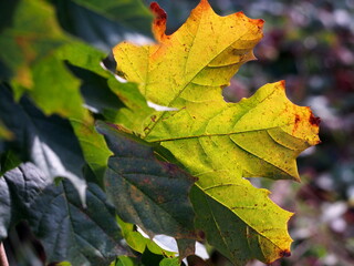 young maple tree with green leaves in the autumn sun with one colorful orange-red leaf, sunny autumn day