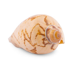Sea shell isolated on white background