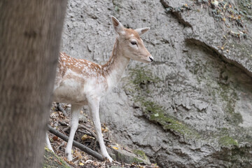 Fallow deer female in autumn season (Dama dama)