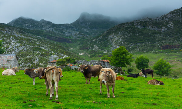 Majada de Belb&iacute;n, Picos de Europa National Park, Asturias, Spain, Europe