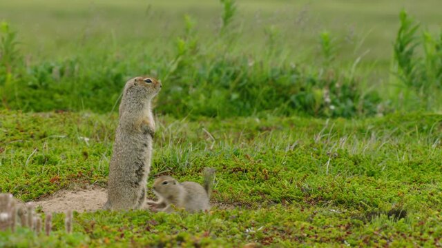 Arctic Ground Squirrels in nature, Alaska, USA