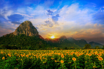Sunflower field blooming on sunset background with mountain