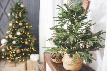 Fototapeta na wymiar Christmas background. Christmas tree indoors. Holiday decor