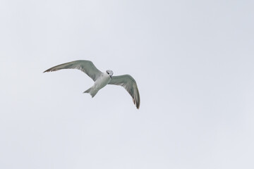 Seagull in flight against the sky with white sky