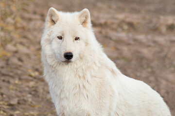 Naklejka na ściany i meble Portrait of wild alaskan tundra wolf close up. Canis lupus arctos. Polar wolf or white wolf.