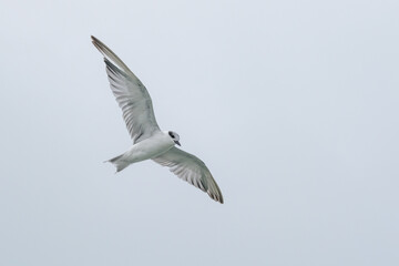Seagull in flight against the sky with white sky