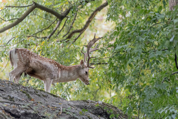 Isolated Fallow deer male at morning (Dama dama)