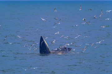 Fototapeta premium The Bruda Whale group is diving in the sea at Bang Tabun, Petchaburi Province, one of the central provinces of Thailand.