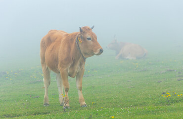 Lake Ercina, Picos de Europa National Park, Asturias, Spain, Europe